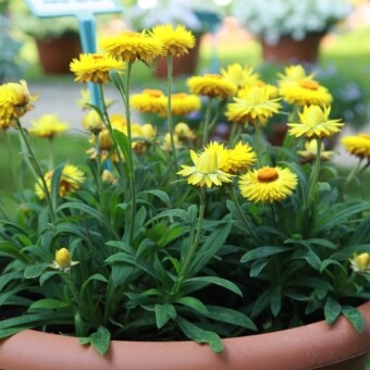Bracteantha; potocznie -suchołuska Dreamtime™ Jumbo 