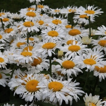 Złocień właściwy (Leucanthemum maximum) ‘Lacrosse’ 