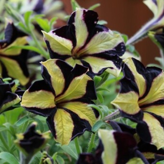 W grupie petunii Mystical ciekawa jest odmiana Phantom o czarno-żółtych kwiatach 