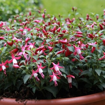 Fuksja Diva® ‘Red & White’