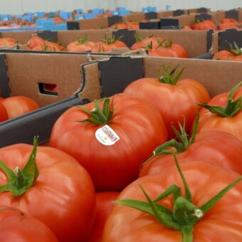 Foronti F1 - owoce przygotowane do sprzedaży