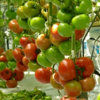 Rośliny Foronti F1 w maju intensywnie plonowały 