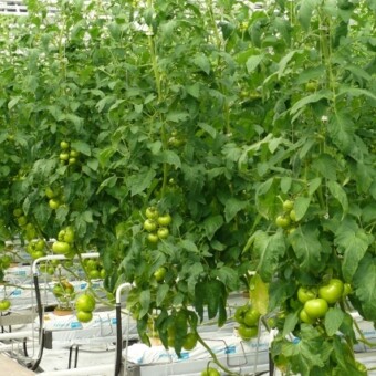 Forotni F1, fot. 2-5 A. Wize