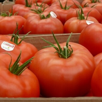 Fot 1-7 odmiana Foronti F1 w uprawie państwa Jolanty i Bogdana Mazurków w Skarszewie k. Kalisza, 14 czerwca 2013 (fot. A. Wize)