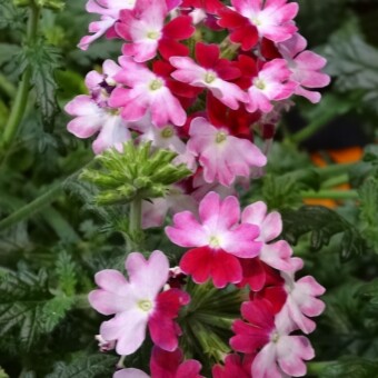 Verbena Lanai 'Twister Red' - najwyżej oceniona nowość w kategorii "Rośliny balkonowo-rabatowe", fot. 2-13 A. Cecot