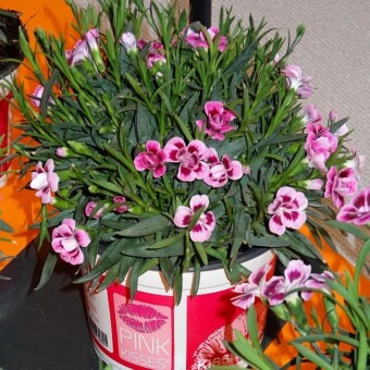 Dianthus 'Pink Kisses'