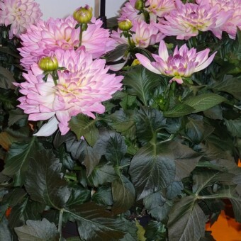 Dahlia Dalina Maxi 'Salinas'
