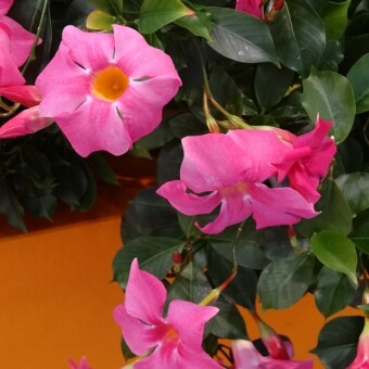 Mandevilla Sundaville 'Rose Star'