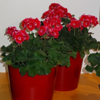 Pelargonium zonale 'Hot Spot Kiss'