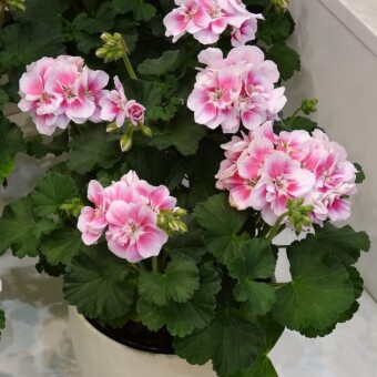 Pelargonium zonale Moonlight 'Katy'
