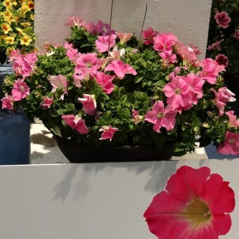 Petunia Marisco Belem Giant 'Candy'
