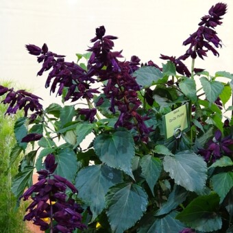 Szałwia Go-Go 'Purple'