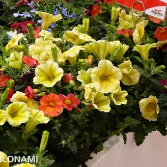 Jeden z miksów oferowany pod nazwą 'Confetti Garden'