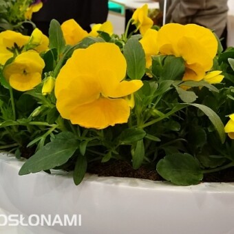 Viola cornuta Grandisimo 'Yellow'
