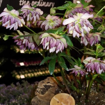 Helleborus 'Stained Glass'