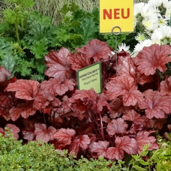 Heuchera 'Royal Flame'