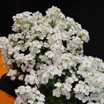 Arabis 'Alabaster' uznana za najlepszą nowość w kategorii roślin kwitnące wiosną