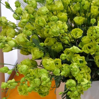 Eustoma 'Rosanne Green' - ta nowość zwyciężyła w kategorii "Kwiaty Cięte"