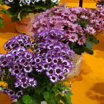 Grupa Todaisy cynerarii - najlepsza nowość w kategorii "Kwitnące rośliny pokojowe"