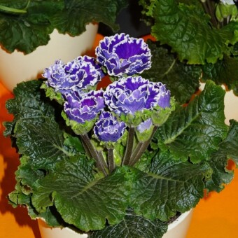 Primula 'Siroccoco Blue'