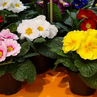 Pierwiosnki - odmiany z grupy Paradiso