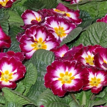 Primula Mitra 'Lila Flame'