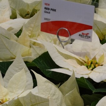 Euphorbia pulcherrima 'Glace'