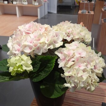 Hydrangea macrophylla 'Candyfloss' - laureatka I nagrody w duńskim konkursie Floradania Innovation Awards, w kategorii "Rośliny do dekoracji wnętrz"