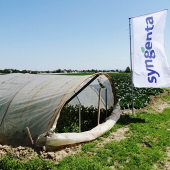 W gospodarstwie pp. Kuchniów w Igołomi uprawiane są m.in. następujące odmiany warzyw kapustnych firmy Syngenta: