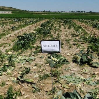 Już zebrany wczesny kalafior Speeder F1