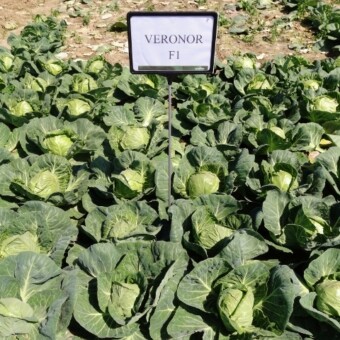 Kapusta Venoror F1