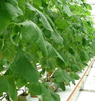 Odmiana ogórka półdługiego Pacto F1, fot 1-7 A. Wize, M. Domoń