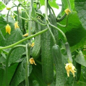 Owoce odmiany Pacto F1