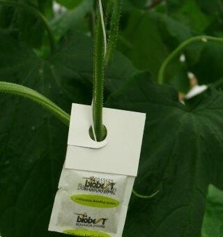 W gospodarstwie jest stosowana ochrona biologiczna roślin