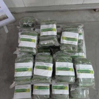 Worki z ogórkami przygotowane do konkursu na strongmana