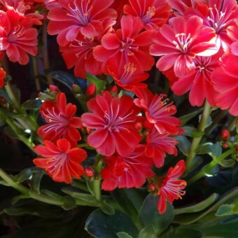 Lewisia cotyledon - odmiana z grupy Regenbogen, fot. 1-4 A. Cecot