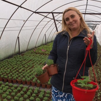 Katarzyna Łubińska, która wraz z mężem Mirosławem prowadzi Ogrodnictwo Zugaj, produkuje byliny pod osłonami i na zewnątrz