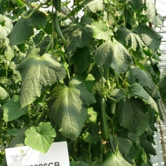 DR8986CB uprawiane w szklarni (fot.1-4)