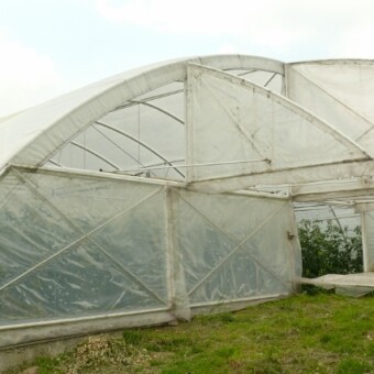 W tunelu uprawiane są pomidory