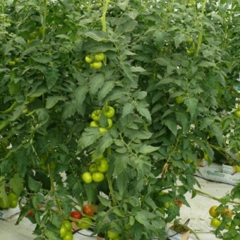 Pomidory malinowe odmiany Tomimaru Muchoo F1 w uprawie tunelowej