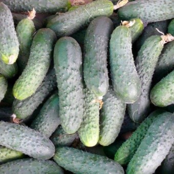 Nowość w ofercie firmy Syngenta - ogórek Panandra F1