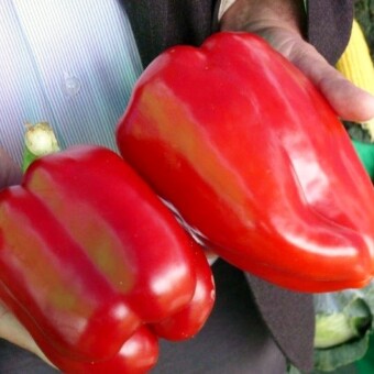 Odmiany Aquila i Balta, Syngenta