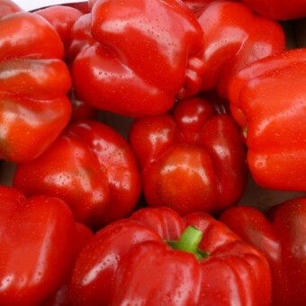 Velero, odmiana z oferty firmy Seminis