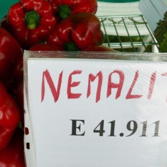 ...i tą odmianę papryki zaprezentowała firma Enza Zaden