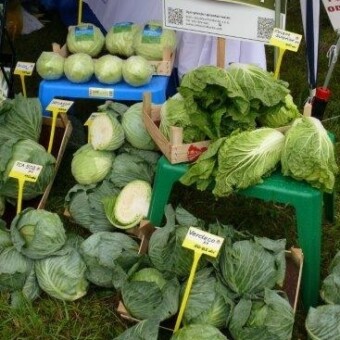 Kapustne z oferty firmy Takii Seed