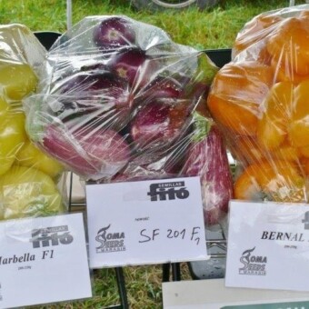 Firma Toma Seeds w swojej ofercie ma m.in. warzywa hiszpańskiego hodowcy Fito Semillas