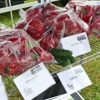 Z oferty Fito Semillas