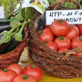 Wybrane odmiany należące do holenderskiego hodowcy Nickerson-Zwaan 