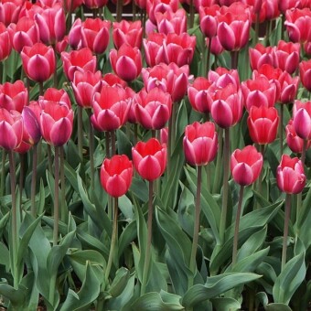 Tulipan 'Aleksander Kwaśniewski' w pełni kwitnienia w Chrzypsku Wielkim 