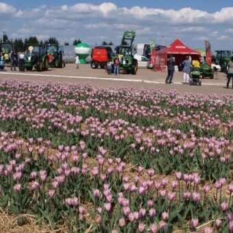 Wczesna odmiana 'Jolanta Kwaśniewska' (miała premierę rok wcześniej) wyróżniała się podczas Międzynarodowych Targów Tulipanów 2013 ze spóźnioną wiosną